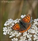 Small Copper